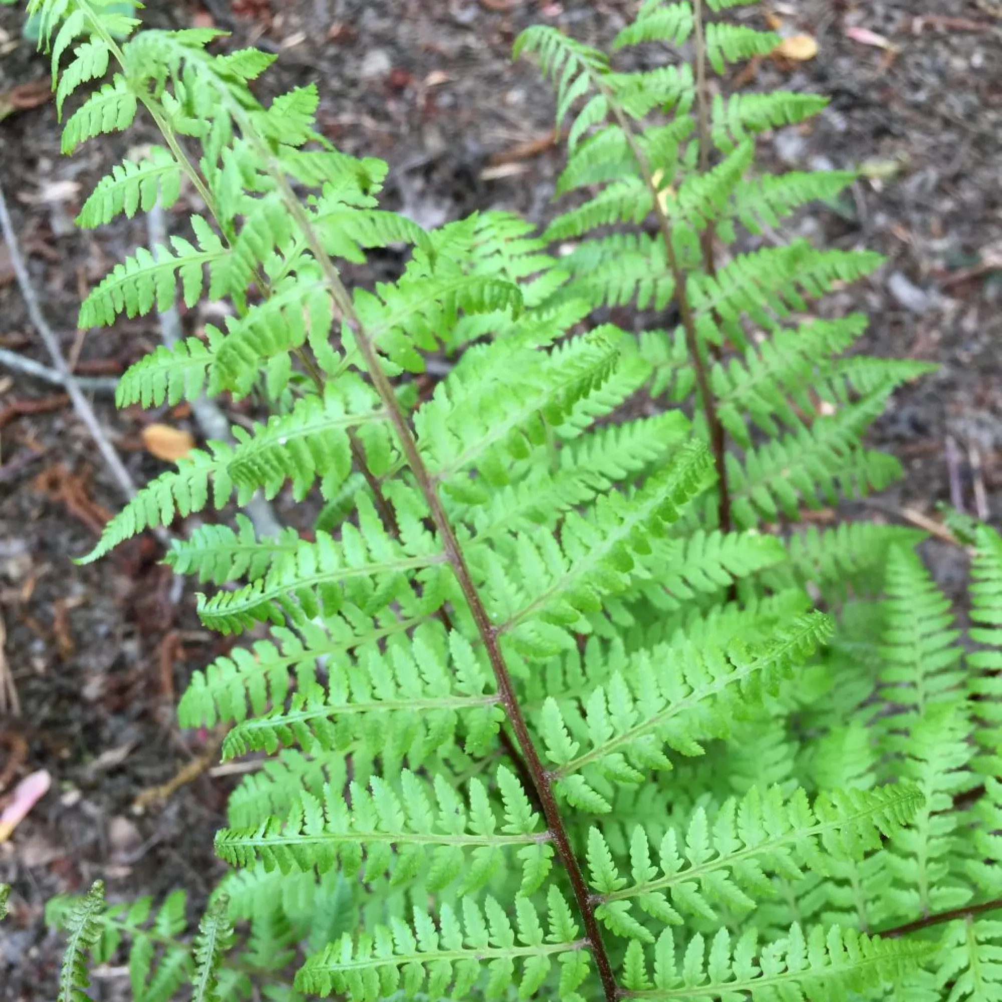 <p>Frond</p>