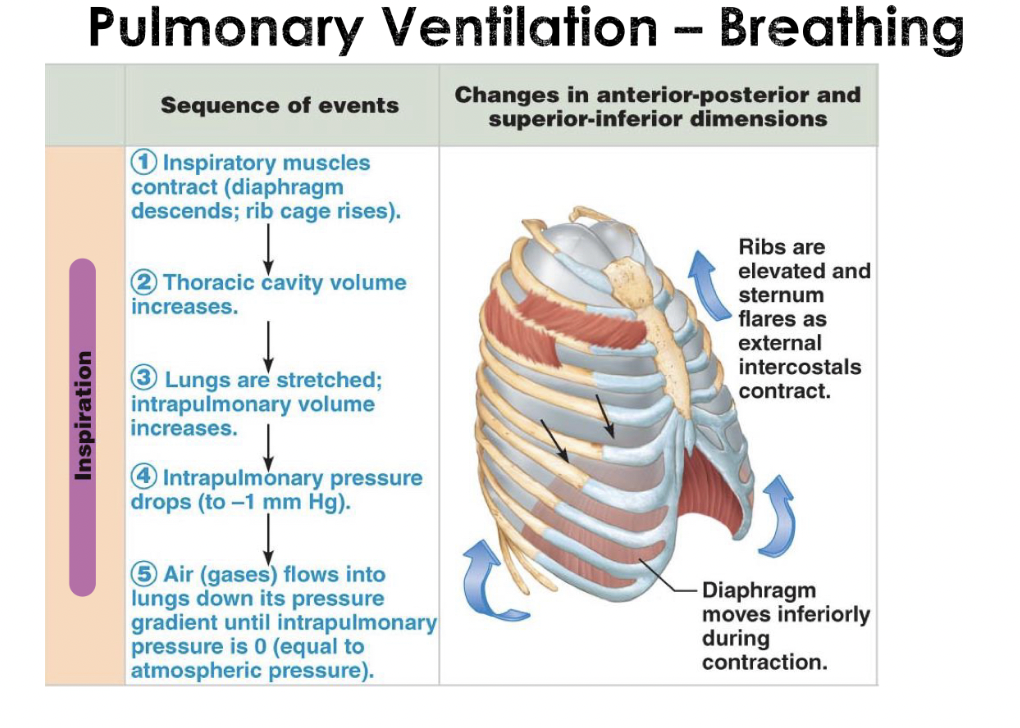 <p>Pulmonary Ventilation- Breathing Inspiration</p>