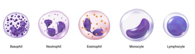 <ol><li><p>First immune cells deployed → Rapid responders providing first line of defense</p></li><li><p>Most abundant&nbsp;</p></li><li><p>Can pass through capillary wall through <strong>chemotaxis&nbsp;</strong></p></li><li><p>Short-lived cells → die when they are engorged with bacteria&nbsp;</p></li><li><p>contains bactericidal digestive enzymes&nbsp;</p></li></ol><p></p>