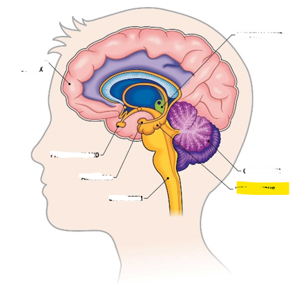 <p>Hvaða hlut i heilans er þetta?</p>