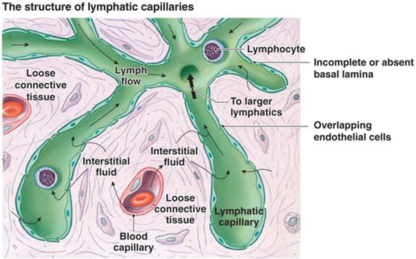 <p>Principal secondary lymphoid organs of the body that filter lymph and activate the immune system.</p>