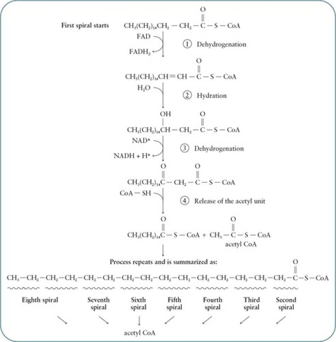 <p>Pathway for fatty acid catabolism to acetyl CoA.</p>