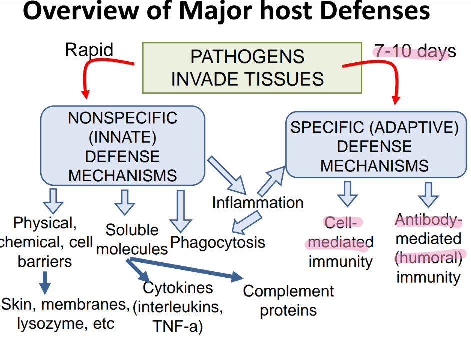 <p>cell-mediated </p><p>ANTIBODY-mediated (humoral) </p>