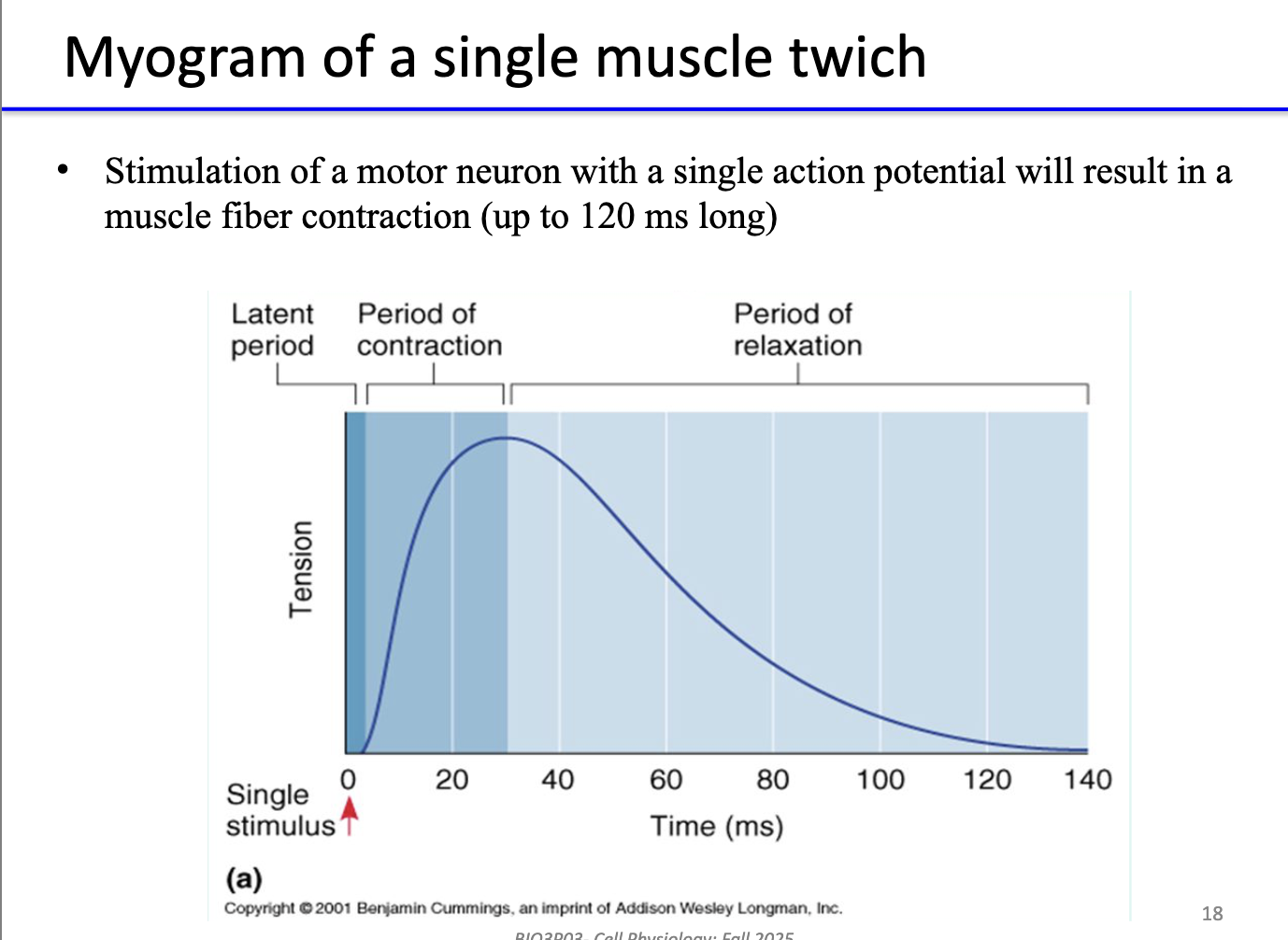 <ul><li><p>One motor neuron <strong>AP → single muscle twitch</strong>.</p></li><li><p>Twitch lasts up to <strong>~120 ms</strong> (brief contraction).</p></li></ul><p></p>