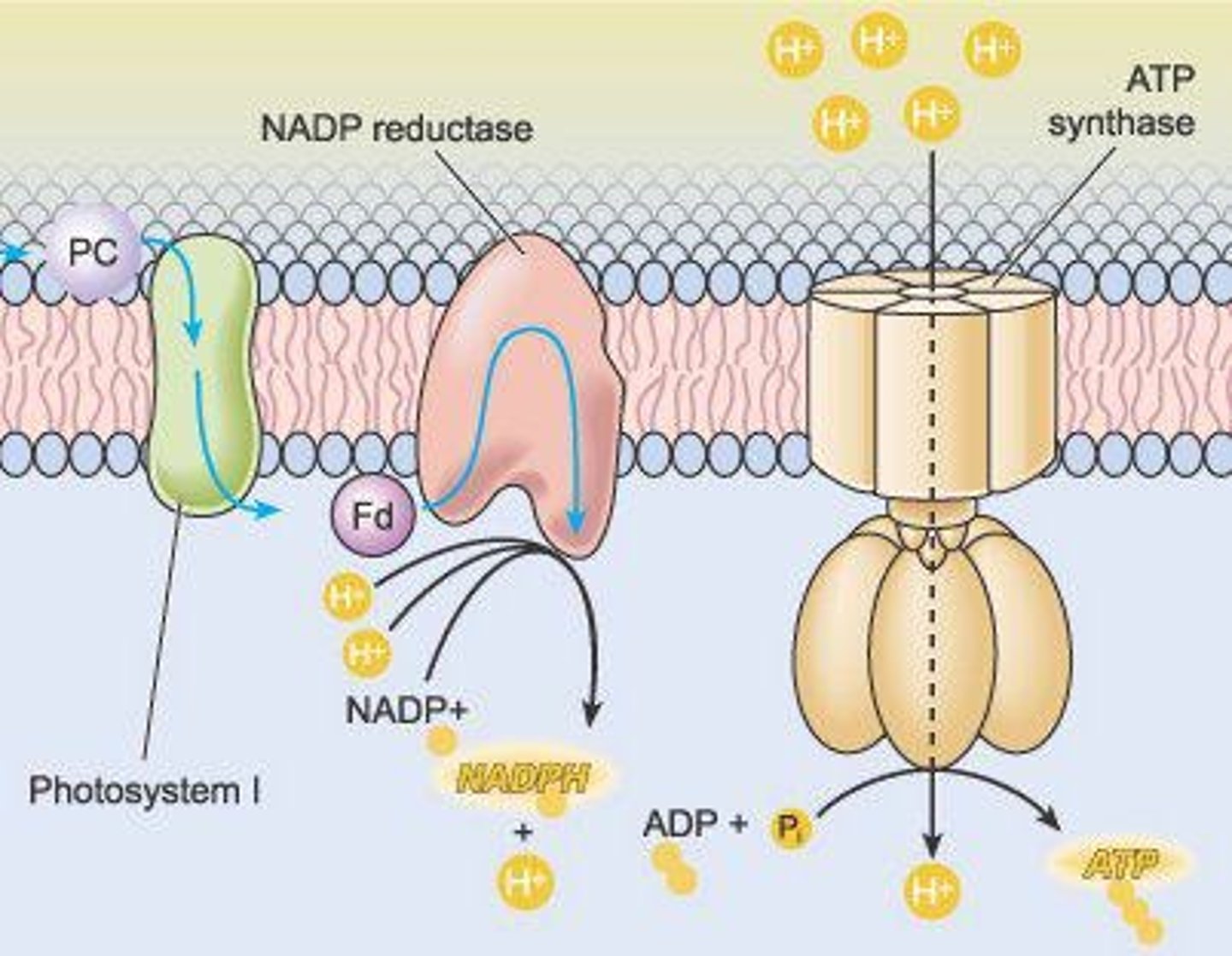 <p>Reactions requiring light energy to produce ATP.</p>