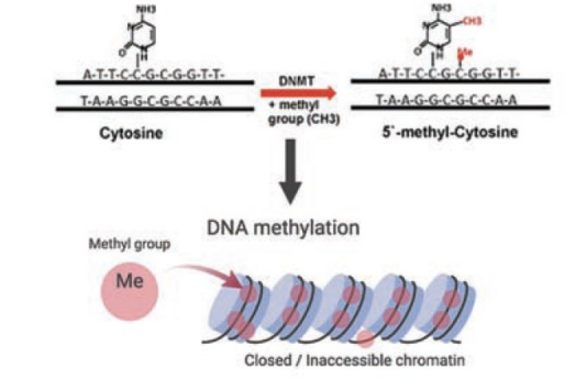 <p>results in condensed chromatin, leading to transcription inactivation</p>
