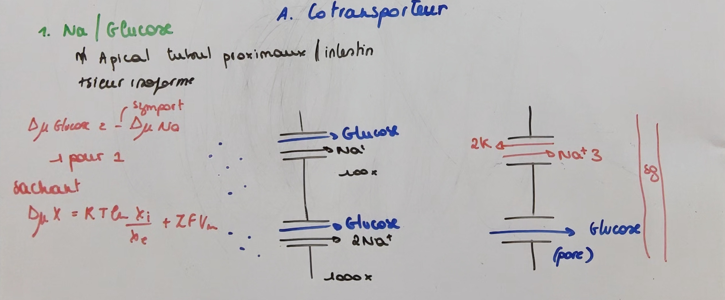 <p><code>Transport actif 2nd</code></p><ol><li><p class="has-focus">Na-glucose</p></li><li><p class="has-focus">Na-aa</p></li><li><p class="has-focus">Na-HCO3</p></li><li><p class="has-focus">Na/K/Cl - Na/Cl</p></li><li><p class="has-focus">Na-Ca</p></li><li><p class="has-focus">Na-H</p></li><li><p class="has-focus">Cl-HCO3</p></li></ol><p></p>