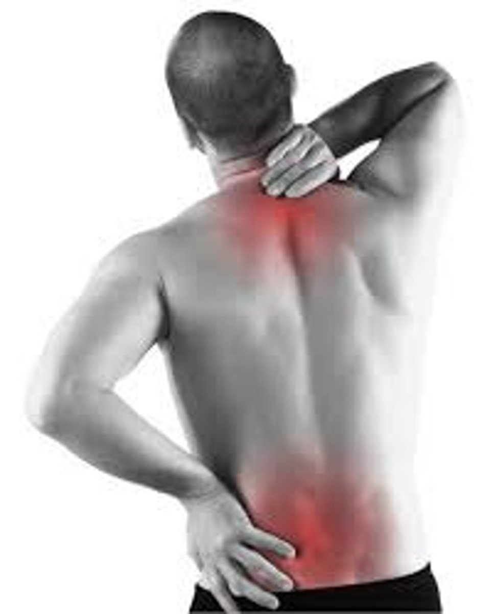 <p>the back (body part)</p>