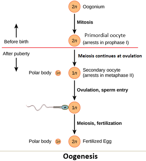 <p>All oogonia enter <strong>meiosis I</strong> and get <strong>arrested in the diplotene stage of prophase I</strong>.</p>