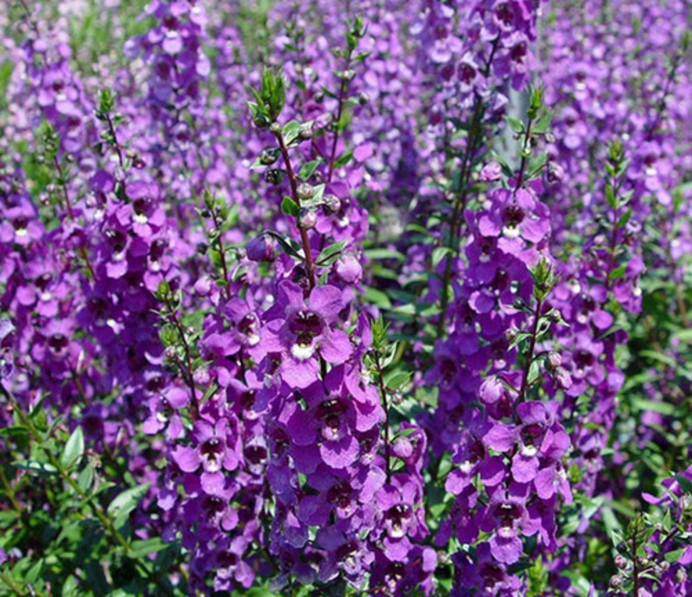 <p>12-18" tall</p><p>Oblong to lanceolate, green, slightly aromatic leaves (to 3" long) with toothed margins</p><p>Bluish-purple flowers (3/4" across) bloom late spring to early fall in narrow terminal spikes (8" long)</p><p>Two-lipped flowers similar to snapdragon</p><p>Cultivars available in white, blue, light pink and bicolor</p>