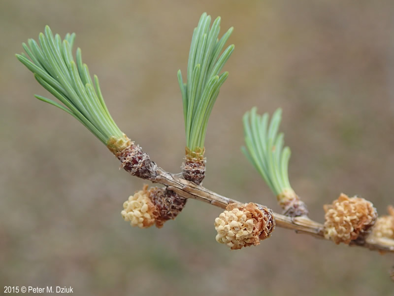 <p>tamarack, Larix laricina, Pinaceae</p>