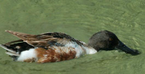 <p>Identify the species shown:&nbsp;</p>