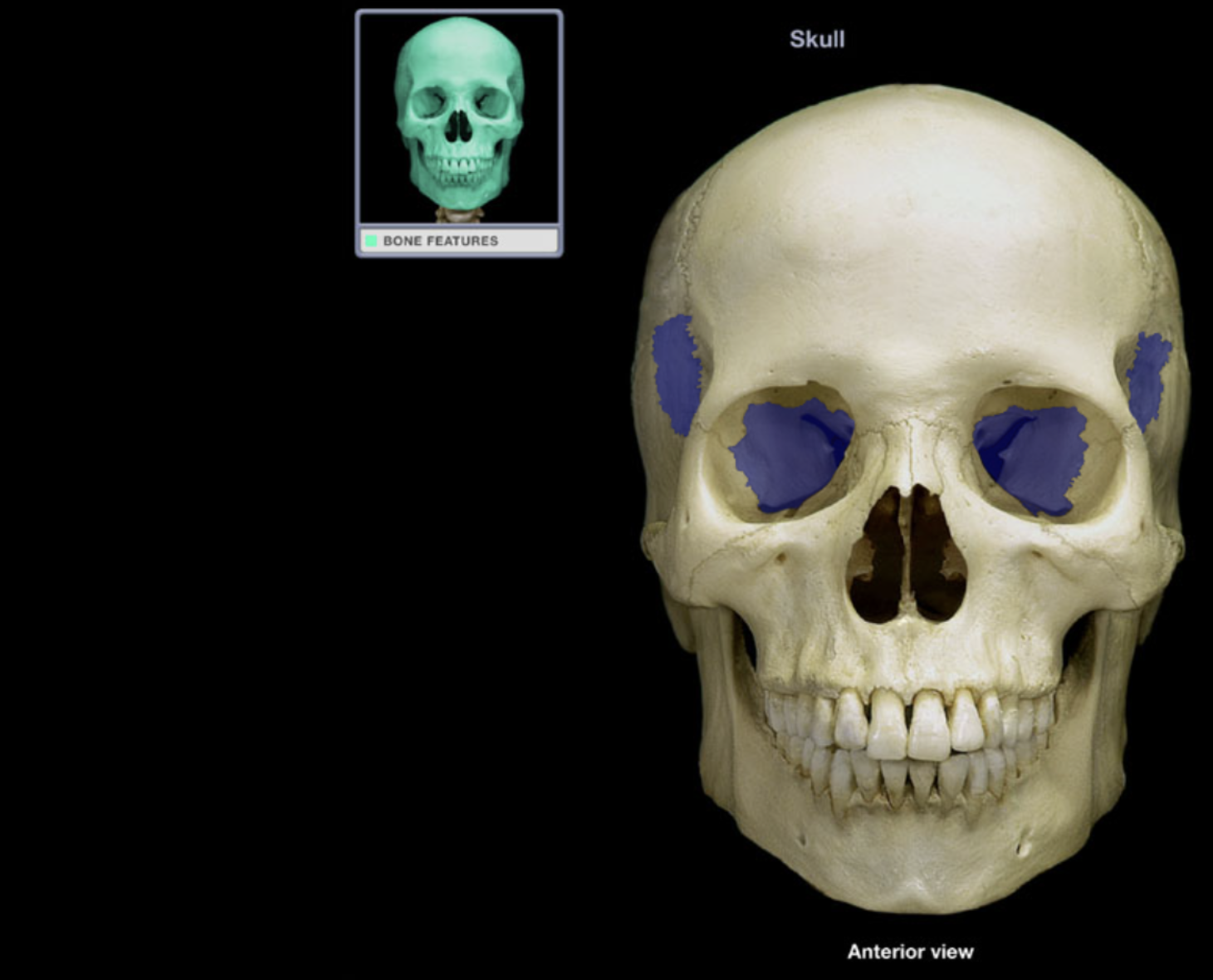 <p>Sphenoid bone</p>