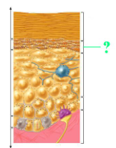 <p><span>Identify the indicated region of the epidermis.</span></p>