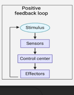 <ul><li><p>It has the opposite action to a negative feedback loop</p></li><li><p>A <strong>positive feedback loop MAGNIFIES the original response instead of correcting it</strong></p></li></ul><p></p><p>examples -</p><p>During blood clotting, the stimulus</p><p>(wound) activates a cascade which</p><p>rapidly accelerates blood clotting</p><p></p><p>During childbirth, stretching of the</p><p>cervix leads to more stretching, not less</p>