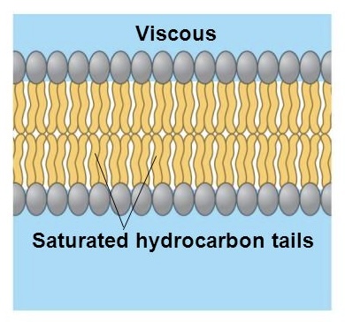 <p>increases the viscosity (thickness) </p><p>their shape is tightly packed, leaving minimal space between the molecules </p>