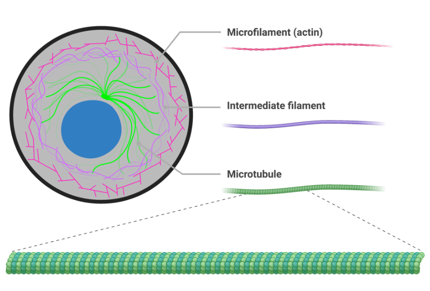<ul><li><p>Is a bunch of protein fibres</p></li><li><p>serves as a path for vesicles and organelles to move on</p></li><li><p>forms methods of movement</p><ul><li><p>cilia</p></li><li><p>flagella</p></li></ul></li><li><p>has 3 parts that can be used and rebuilt</p><ul><li><p>creates appendages</p><ul><li><p>micotubules</p><ul><li><p>ex centrioles</p></li></ul></li></ul></li><li><p>acts as tracks</p><ul><li><p>microfilaments</p></li><li><p>actin filaments</p></li></ul></li></ul></li><li><p>exists in both animal and plant cells</p></li></ul>