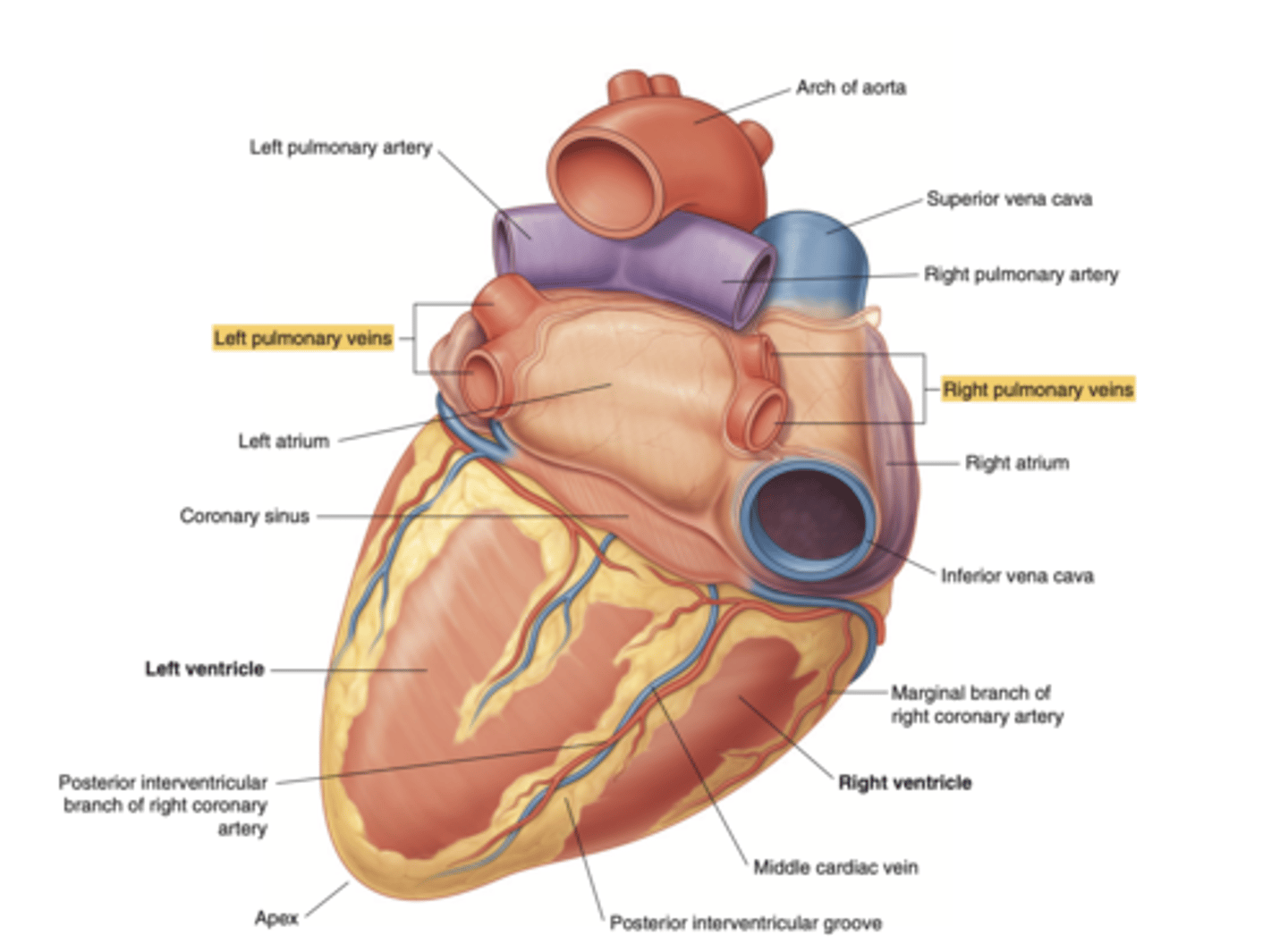 <p>cava veins (sinus venosus embryo origin, for the right one) </p><p>pulmonary veins (4, for the left one)</p>