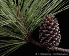 <p>3 nedles 5-9 inches long 5 inch cone</p>