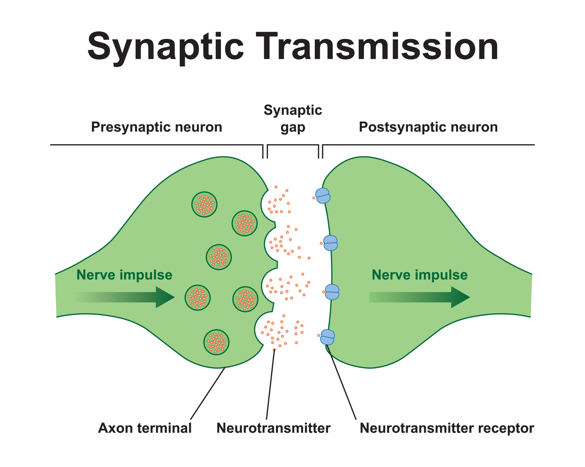 <p>Reaches the terminal button, where the neurotransmitters that were stored in the synaptic vesicles are released, causing them to pass the synaptic gap and lock into the dendrite of the postsynaptic neuron</p>