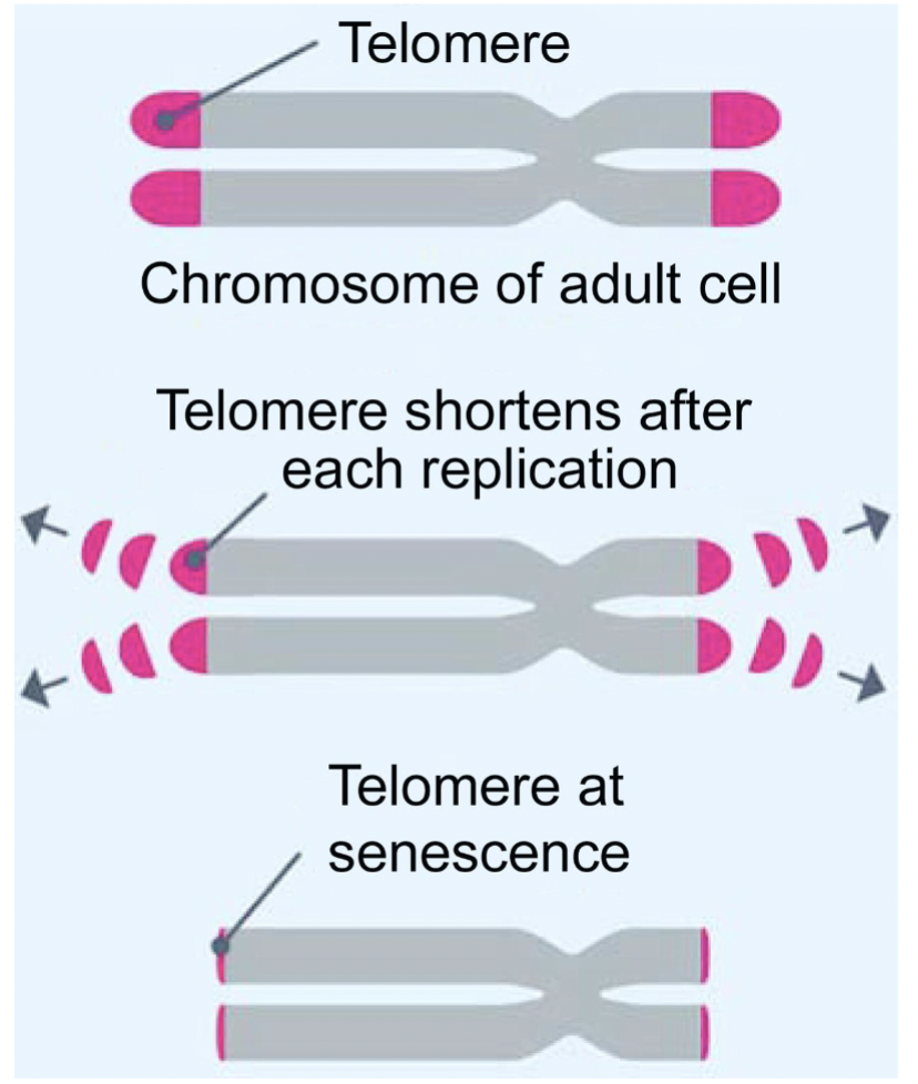 process by which a cell ages and permanently stops dividing but DOES NOT DIE

\
shortened telomeres are prone to DNA damage → if corrected, cell can continue to live (without dividing); if damaged greatly, the cell may go through programmed death called apoptosis