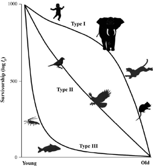 <p>A Type</p><p></p><p><u>High survival early</u>/midlife, decline with age</p><p>Example: K-selected species like <u>humans</u> and elephants.</p>