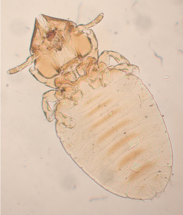 Scientific Name