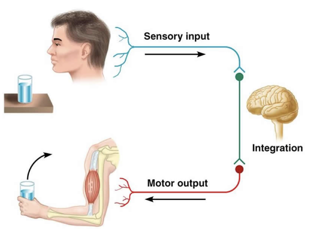 <p>the neural path of a reflex</p><p>the sensory pathway: somatosensations --&gt; CNS</p><p>the motor pathway: CNS --&gt; neuromuscular junction</p>