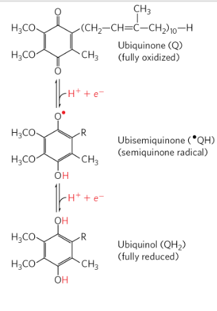 <ul><li><p>Lipid soluble benzoquionone with a long side chain</p></li><li><p>Can accept one e to become semiquinone radical</p></li><li><p>Or 2 electrons to becom ubiquinol</p></li><li><p>Freely diffusible in the lipid bilayer</p></li></ul><p></p>
