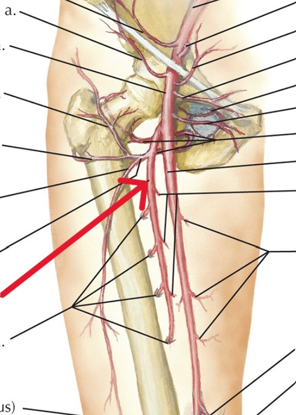 <p>Which arteries:</p><ul><li><p>Branch off from femoral artery</p></li><li><p>Lateral to femoral artery</p></li></ul><p></p>