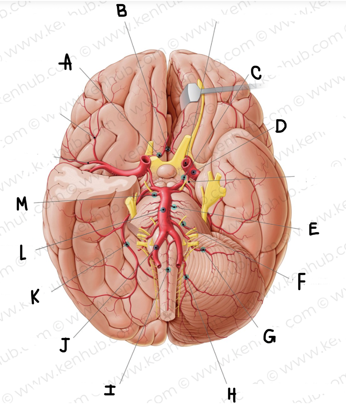 <p>What is the name of the artery labeled G?</p>