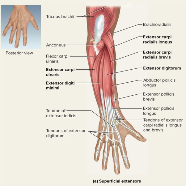 <p><span style="color: #000000">-extensor digitorum<br>-extensor digiti minimi<br>-extensor indicis<br>-extensor pollicis longus<br>-extensor pollicis brevis<br>-abductor pollicus longus</span></p>