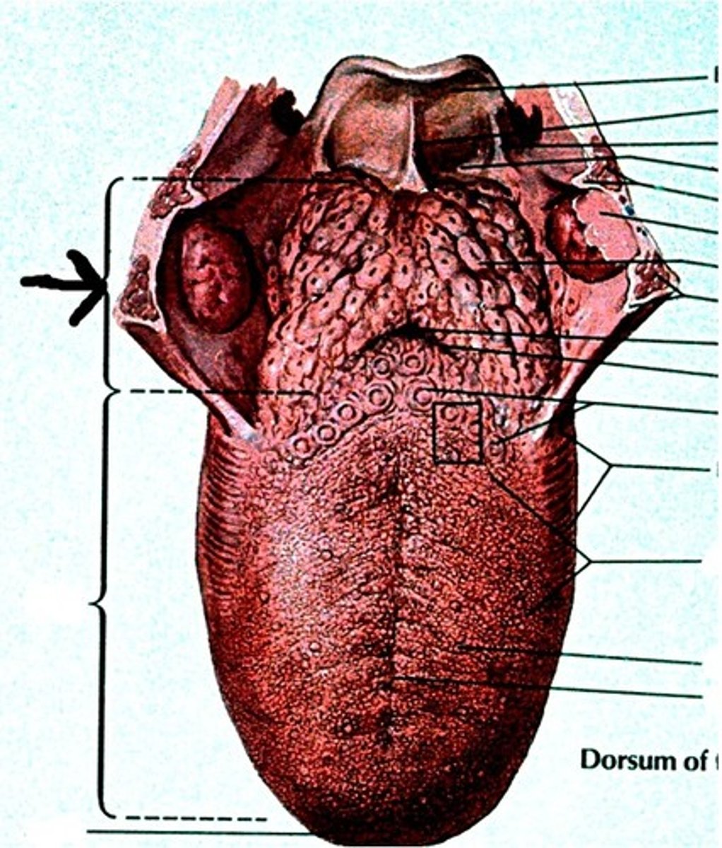 knowt flashcard image