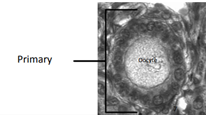 <ul><li><p>1 layer of cells surrounding oocyte (much thicker than in primordial cells, cuboidal cells)</p></li><li><p>Increase in size of oocyte and height of follicular cells</p></li></ul>