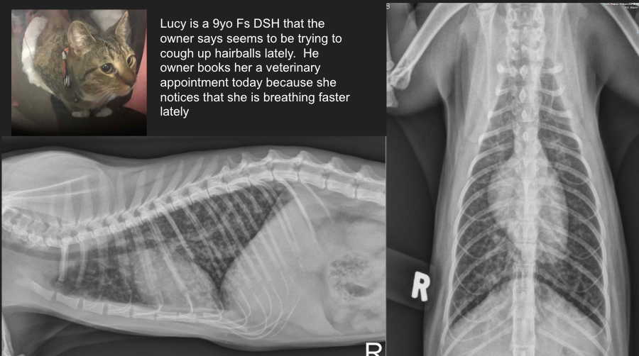 <p><span style="background-color: transparent;"><span>Lucy is a 9yo Fs DSH that the owner says seems to be trying to cough up hairballs lately.&nbsp; He owner books her a veterinary appointment today because she notices that she is breathing faster lately. </span></span></p><p><span style="background-color: transparent;"><span>Lung pattern? </span></span></p><p><span style="background-color: transparent;"><span>ddx? </span></span></p>