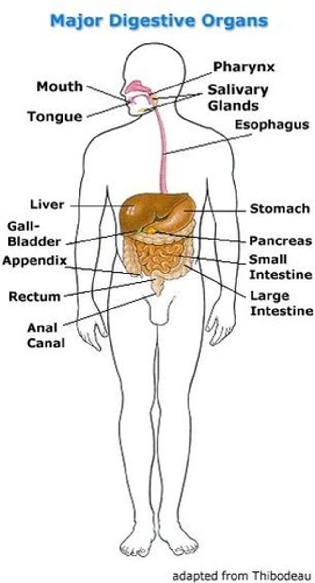 <p>Extends from mouth to anus and consists of:</p><p>Alimentary Canal and Accessory Organs</p>