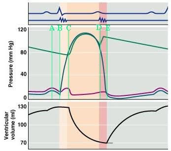 <p><span><span>Which of the indicated points on the diagram corresponds to the closing of the left atrioventricular valve?</span></span></p>