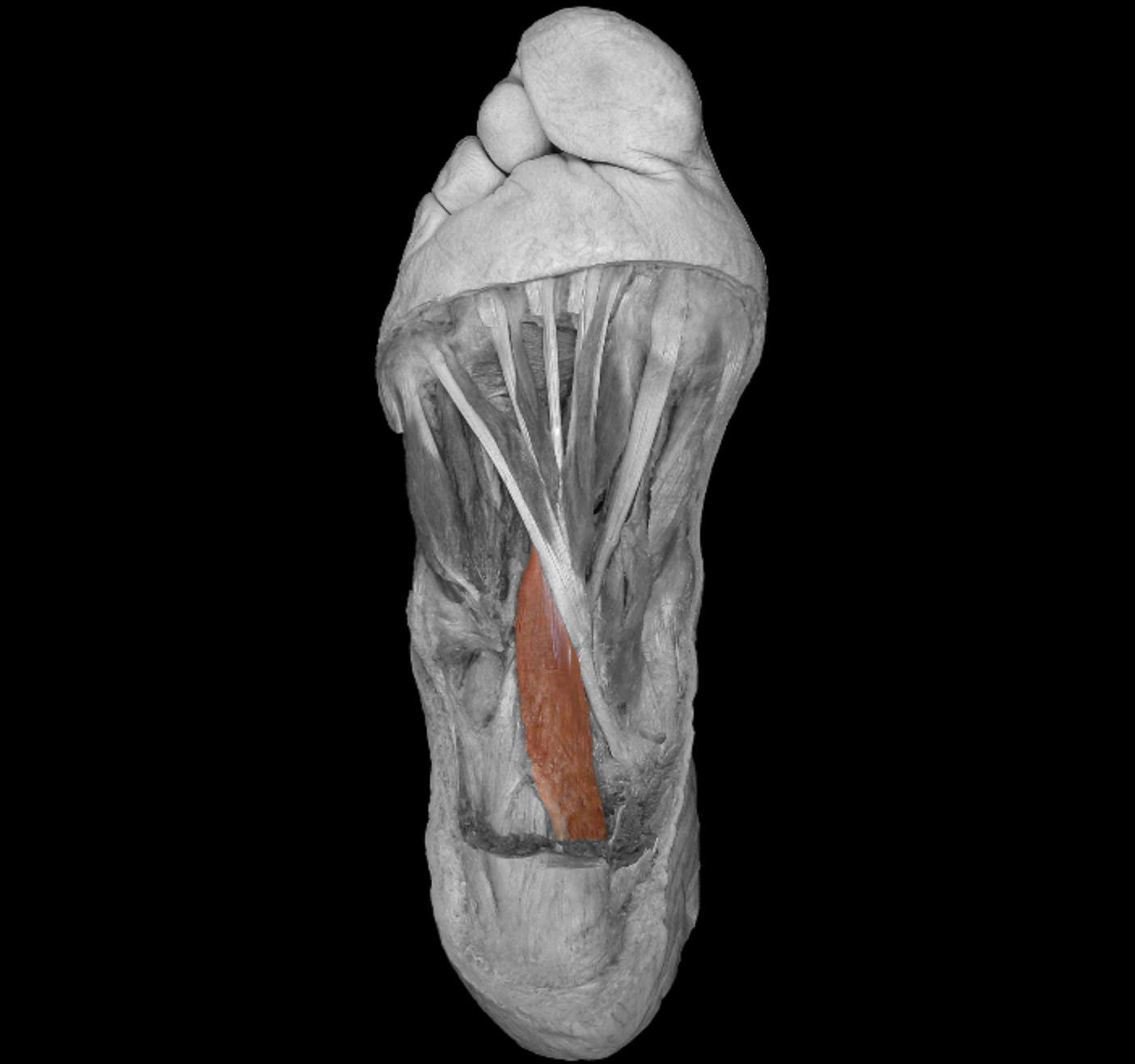 <p>origin: calcaneus </p><p></p><p>insertion: tendon of flexor digitorum longus </p><p></p><p>action: helps flex toes II-IV </p><p></p><p>innervation: lateral plantar nerve </p>
