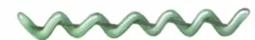 <p>Which bacterial shape is this?</p><p></p><p>a) Coccobacillus</p><p>b) Vibrio</p><p>c) Bacillus</p><p>d) Spirillum</p><p>e) Spirochete</p><p>f) Coccus</p>