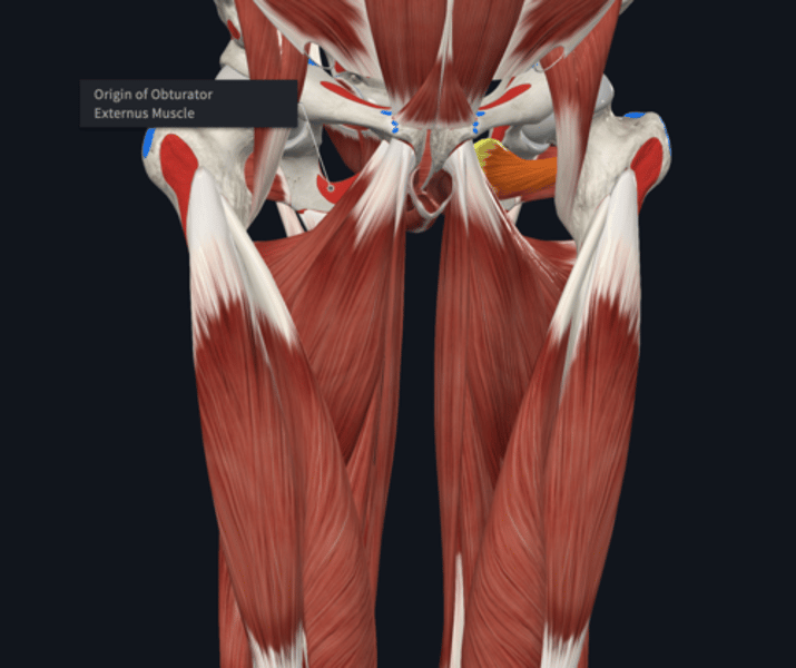 <p>Origin: Obturator externus </p>