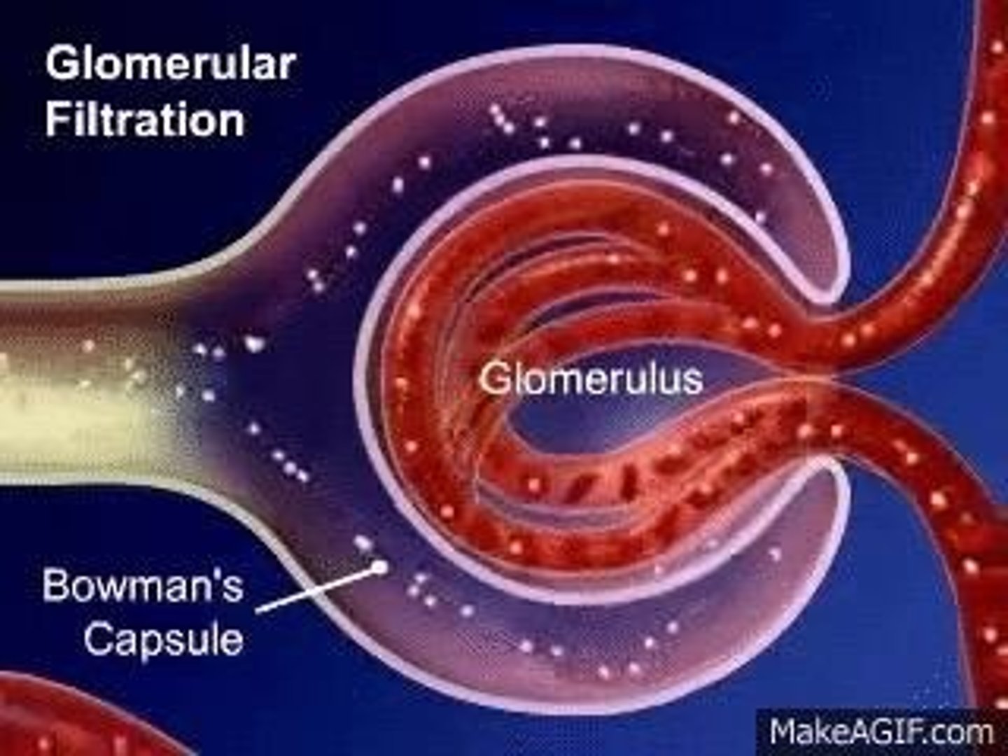 <p>Blood enters the glomerulus under high pressure, allowing small molecules to pass into the glomerular capsule.</p>