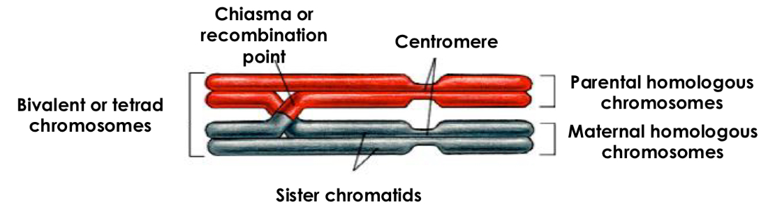 <p>Special type of cell division necessary for sexual reproduction in eukaryotes:</p><p>diploid cell nucleus is divided generating four haploid nuclei.</p><p><span data-name="black_small_square" data-type="emoji">▪</span> Ensures genetic variability: genetic recombination</p><p>- DNA fragments are exchanged between homologous chromosomes producing a different genetic combination in each gamete</p>