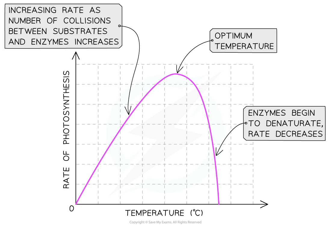 <ul><li><p>The temperature of the environment affects how much kinetic energy all particles have – so temperature affects the speed at which carbon dioxide and water move through a plant</p></li><li><p>The lower the temperature, the less kinetic energy particles have, resulting in fewer successful collisions occurring over a period of time</p></li><li><p>At higher temperatures (<em>45<span style="font-family: Google Sans, arial, sans-serif; color: rgb(189, 193, 198)">°C</span></em><span style="font-family: Google Sans, arial, sans-serif; color: rgb(189, 193, 198)">)</span>, however, enzymes that control the processes of photosynthesis can be <strong>denatured</strong> (where the active site changes shape and is no longer complementary to its substrate) – this reduces the overall rate</p></li></ul>