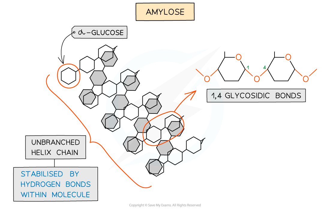 <ul><li><p>Unbranched helix-shaped chain with 1,4 glycosidic bonds between α-glucose molecules</p></li><li><p>The helix shape enables it to be more compact and thus it is more resistant to digestion</p></li><li><p>Hydrogen bonds within molecules stabilise the unbranched helix shape</p></li></ul><p></p>