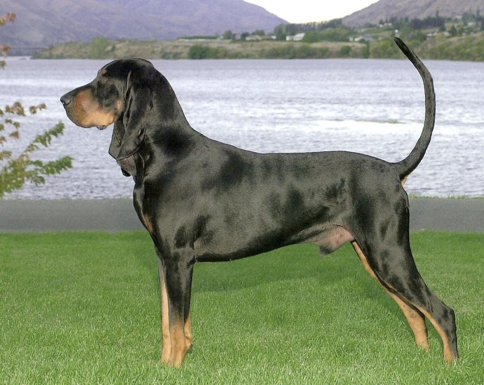 <p>Black and tan coonhound </p>