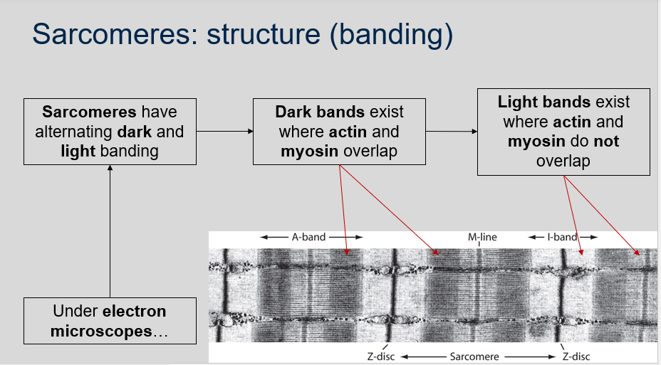 <ol><li><p>Under electron microscopes, sarcomeres have alternating dark and light banding. The dark bands, called A-bands, exist where actin and myosin filaments overlap. The light bands, called I-bands, exist where actin and myosin filaments do not overlap.</p></li><li><p>The dark banding in sarcomeres is caused by the overlap of actin and myosin filaments.</p></li><li><p>The light banding in sarcomeres is caused by the absence of myosin filaments in the region where only actin filaments exist.</p></li></ol>