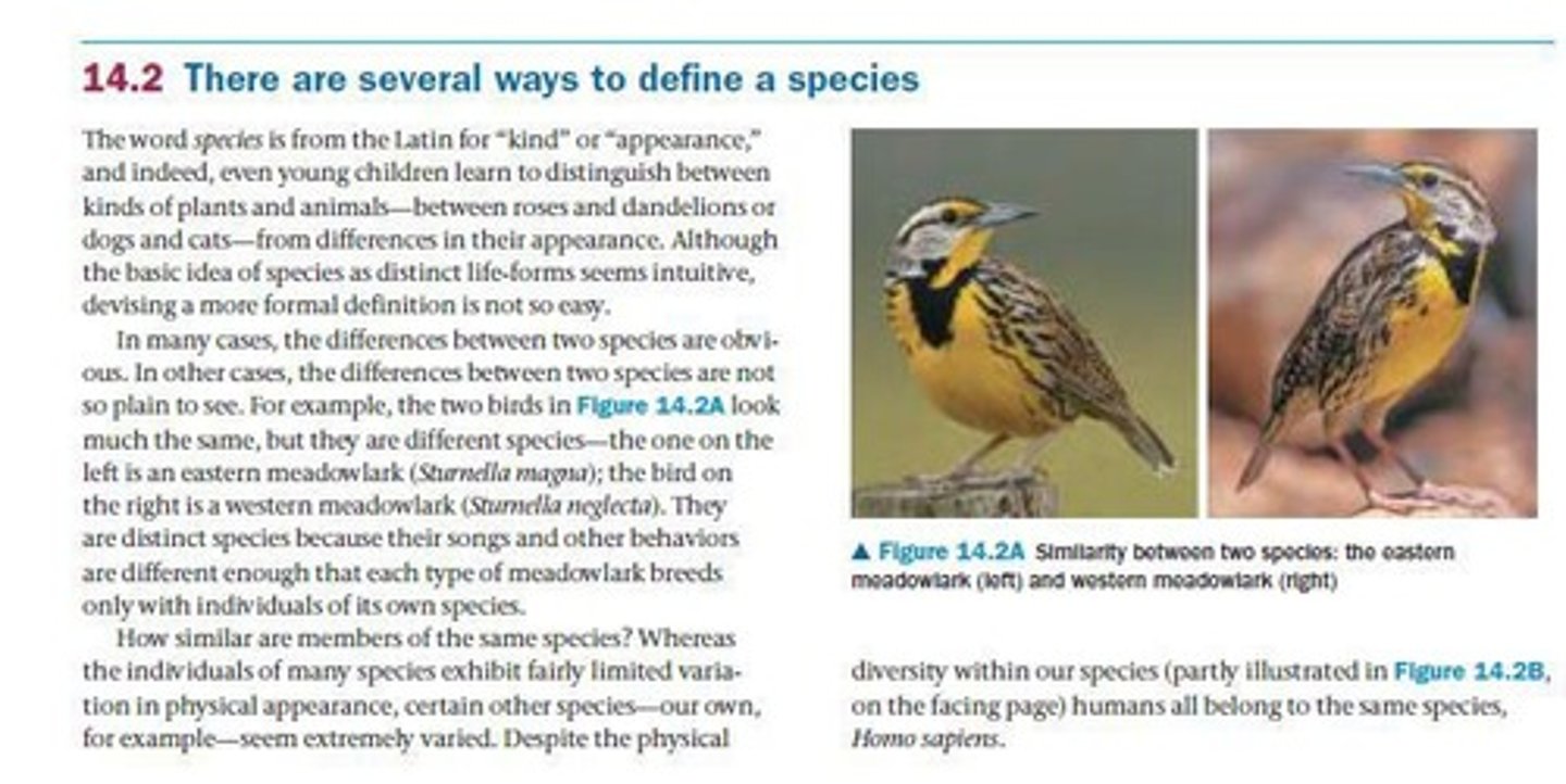 <p>Flies tended to mate with like-adapted partners, indicating the formation of a reproductive barrier.</p>