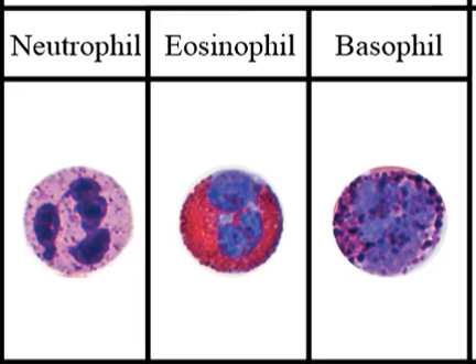<p>Neutrophils, eosinophils, and basophils are:</p>