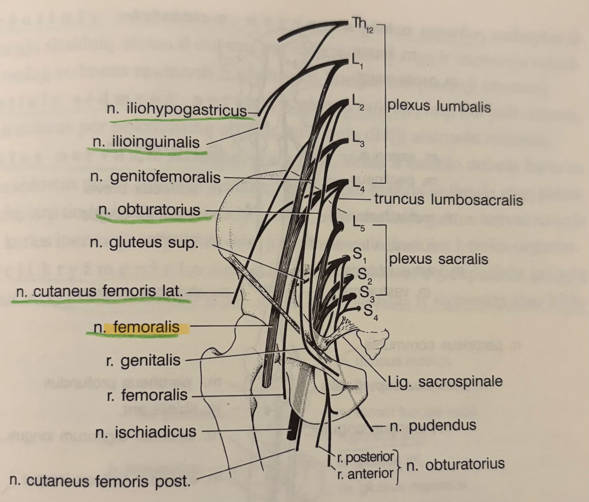 <p>Nervus femoralis</p>