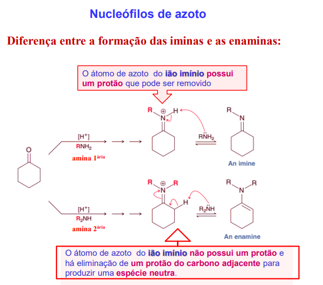 <p>iminas- o átomo de azoto do ião imínio possui um portão que pdoe ser removido</p><p>enaminas- o átomo de azoto do ião imínio <strong>não possui um protão </strong>e há eliminação de um protão do carbono adjacente apra produzir uma espécie neutra</p>